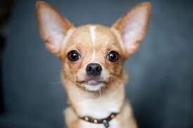 Les 10 choses à savoir avant d'adopter un chihuahua