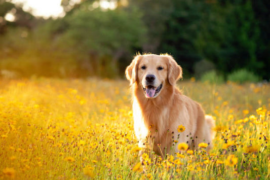 Noeud Papillon pour Golden Retriever