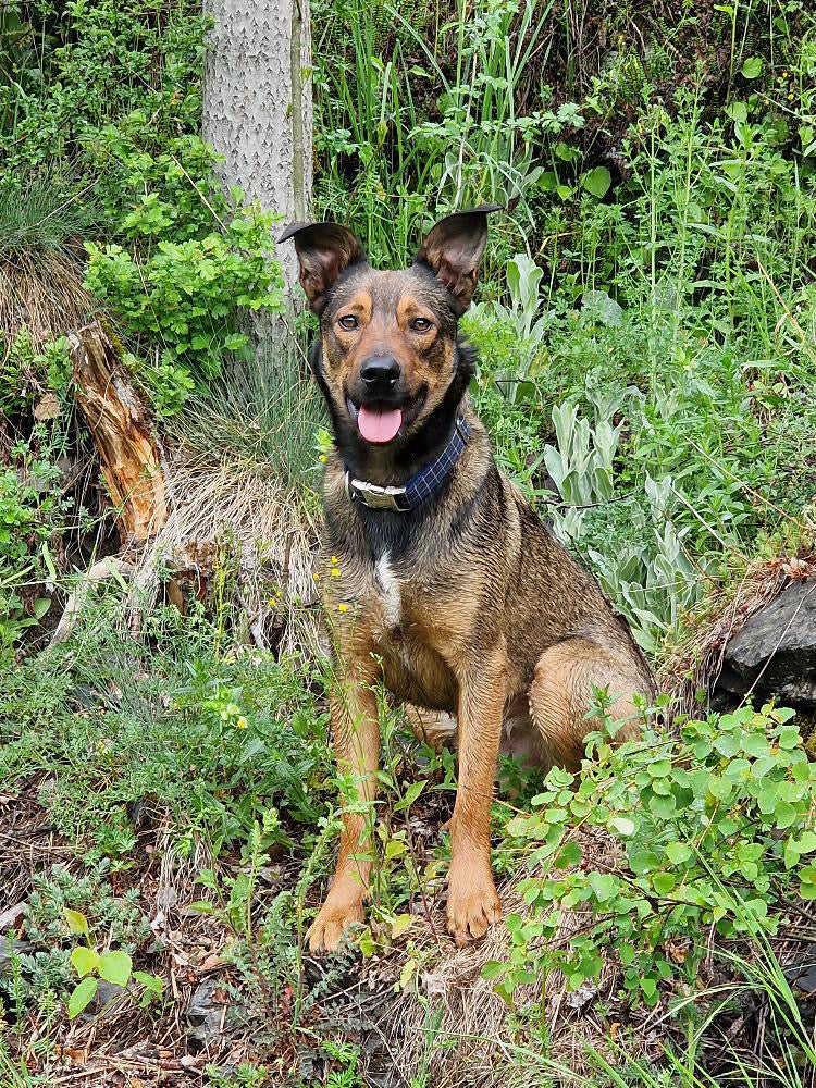 Collier Chien Personnalisé Coton Carreaux Bleu Marine