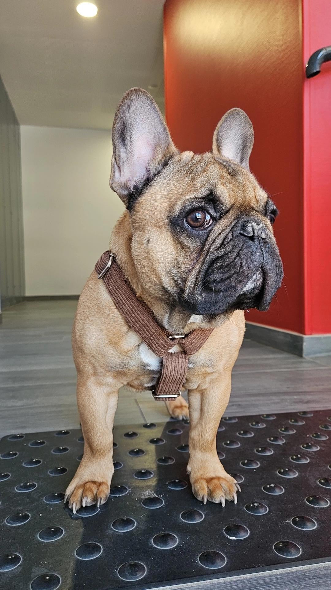Harnais Chien Personnalisé Velours Côtelé Chocolat