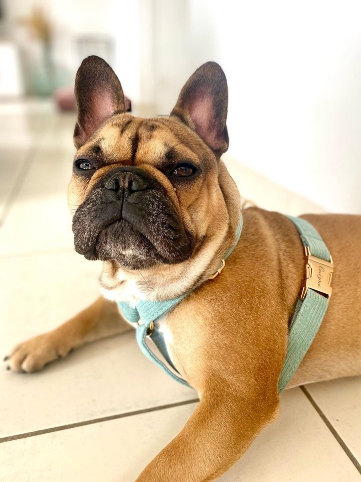Harnais Chien Personnalisé Velours Côtelé Bleu Ciel