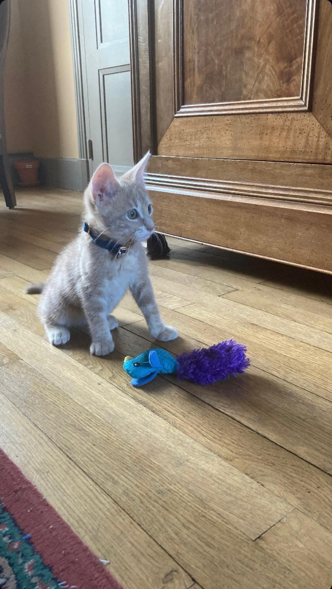 Collier Chat Personnalisé Velours Lisse Bleu Marine