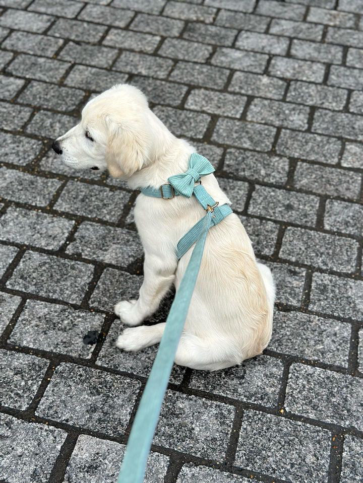 Harnais Chien Personnalisé Velours Côtelé Bleu Ciel