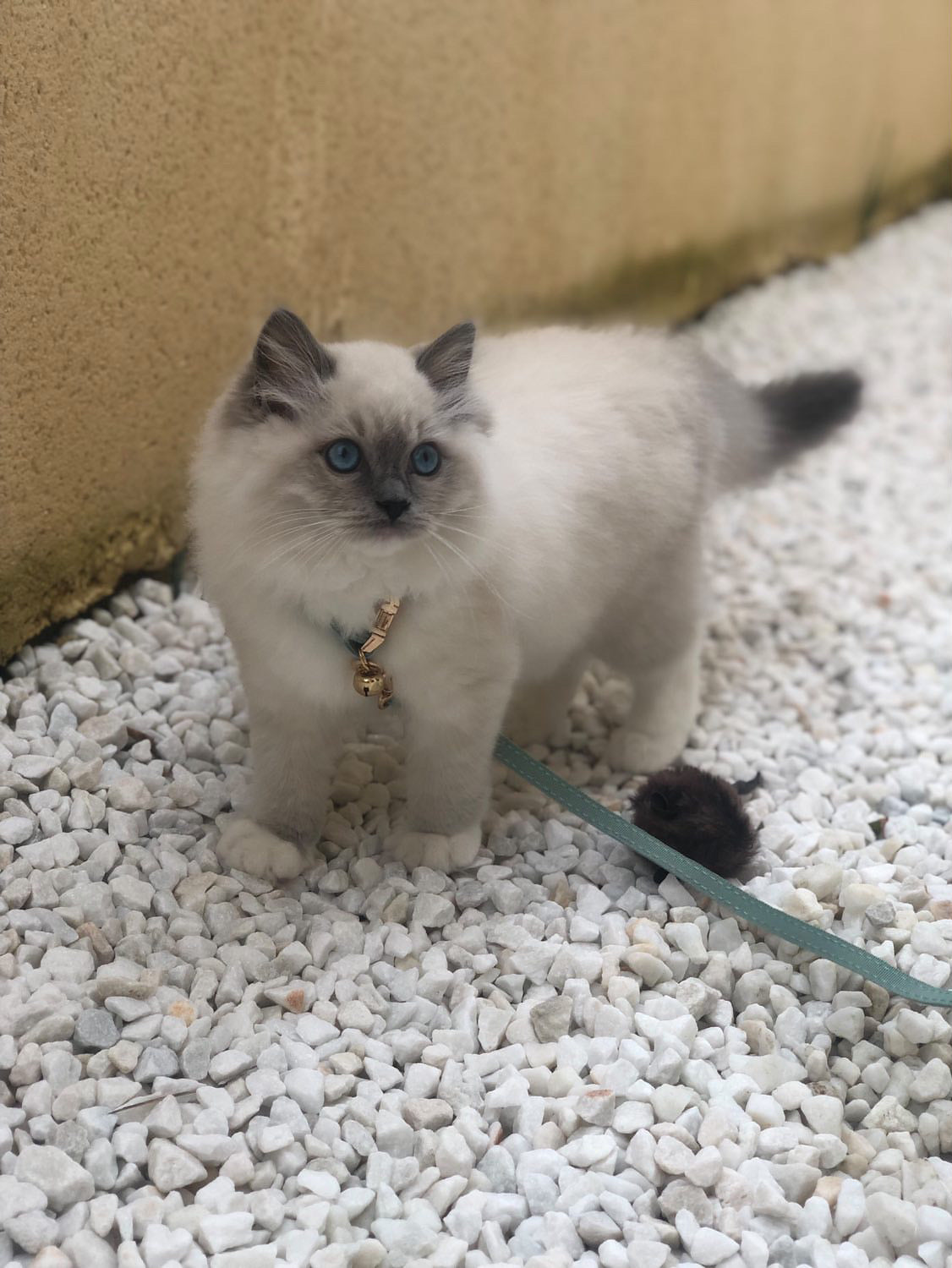 Laisse Chat et Chaton Velours Côtelé Bleu Ciel autour d’un chaton persan blanc et gris avec collier, sur des gravillons blancs.
