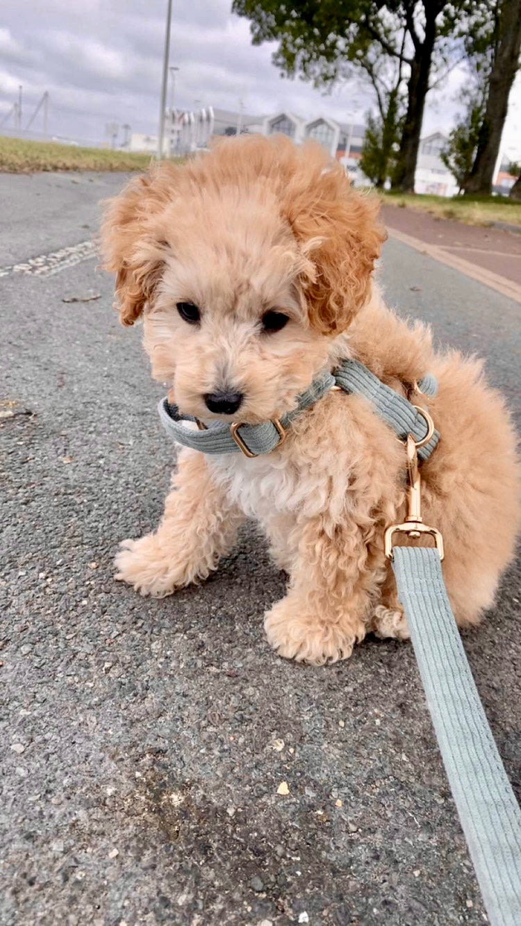 Harnais Chien Personnalisé Velours Côtelé Bleu Ciel