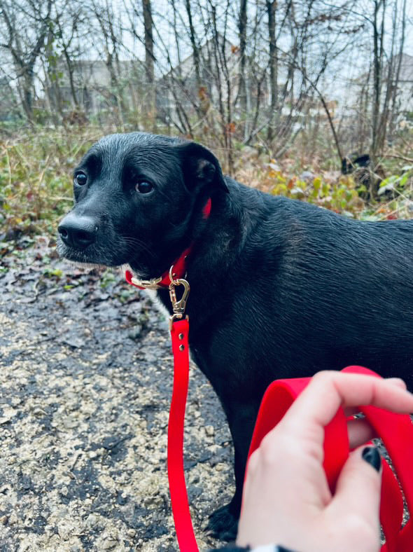 Laisse chien Biothane rouge attachée à un collier doré sur un chien noir, promenades en extérieur humide.