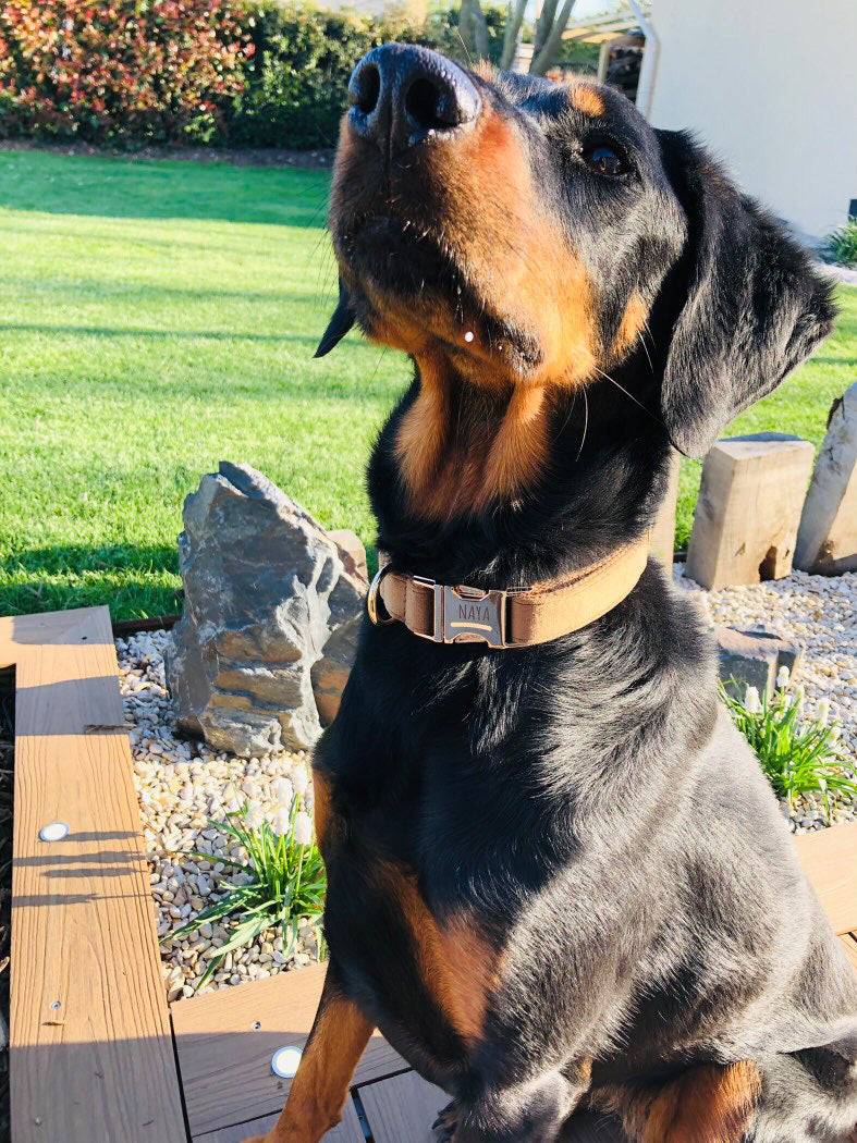 Collier Chien Personnalisé Coton Beige