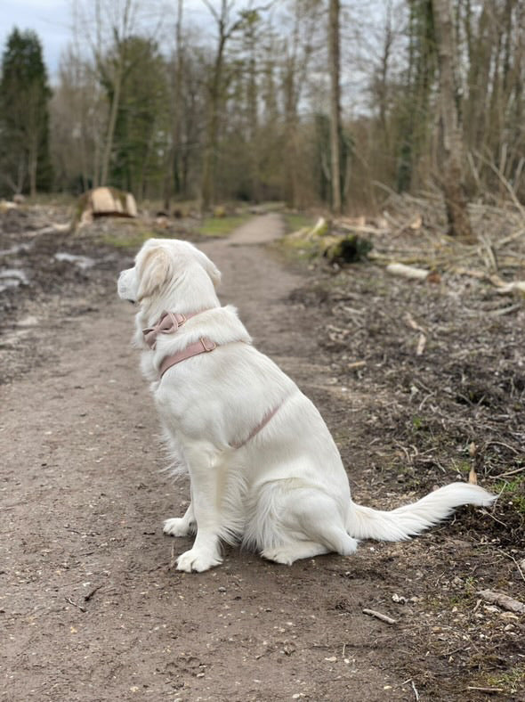Noeud Papillon Velours Lisse Rose