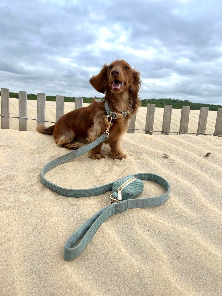 Collier Chien Personnalisé Velours Côtelé Bleu Ciel