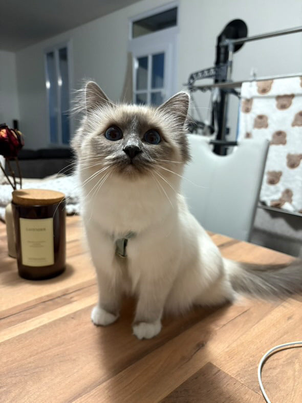 Harnais Chat Personnalisé Velours Côtelé Bleu Ciel