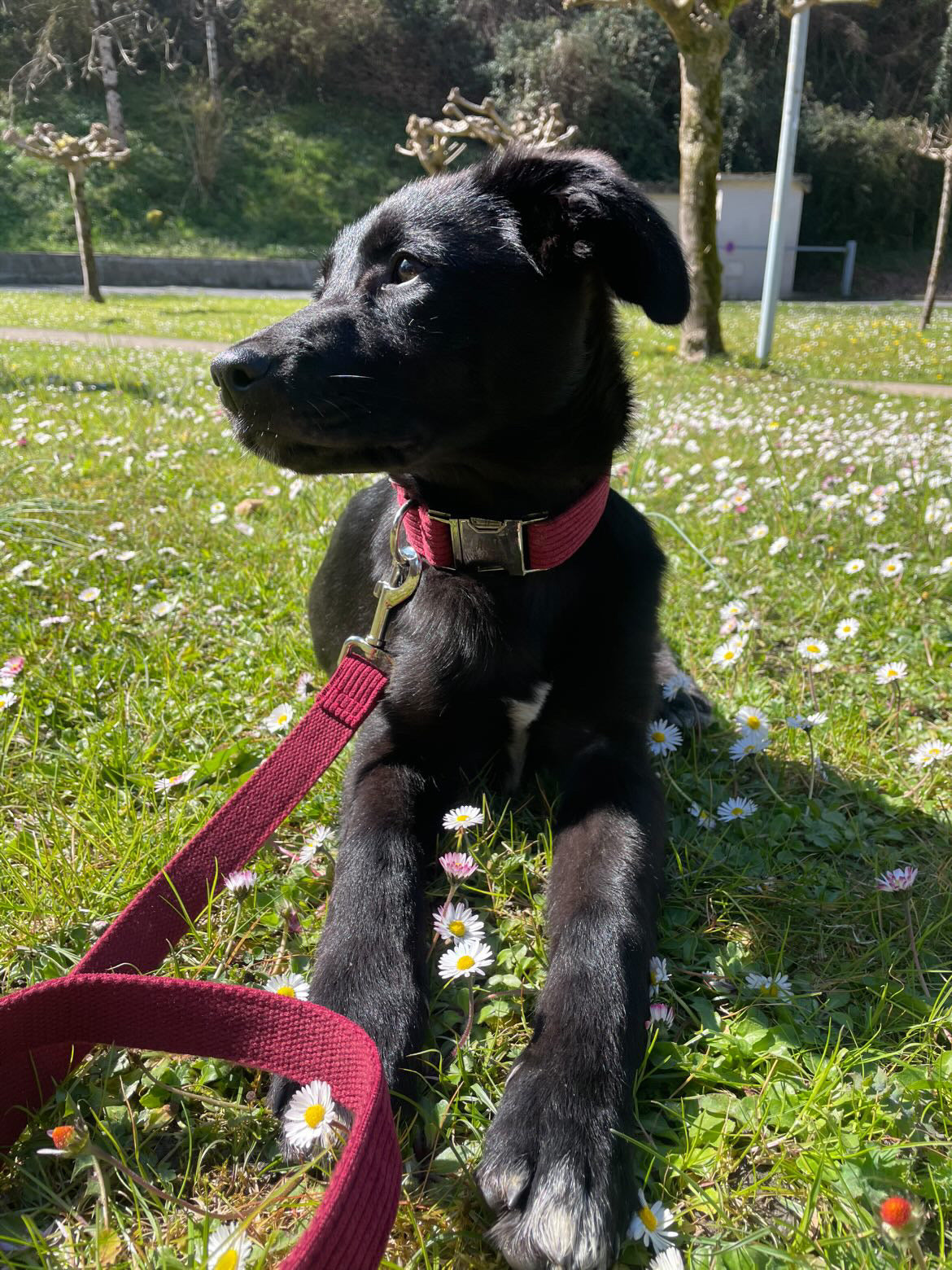 Collier Chien Personnalisé Velours Côtelé Bordeaux