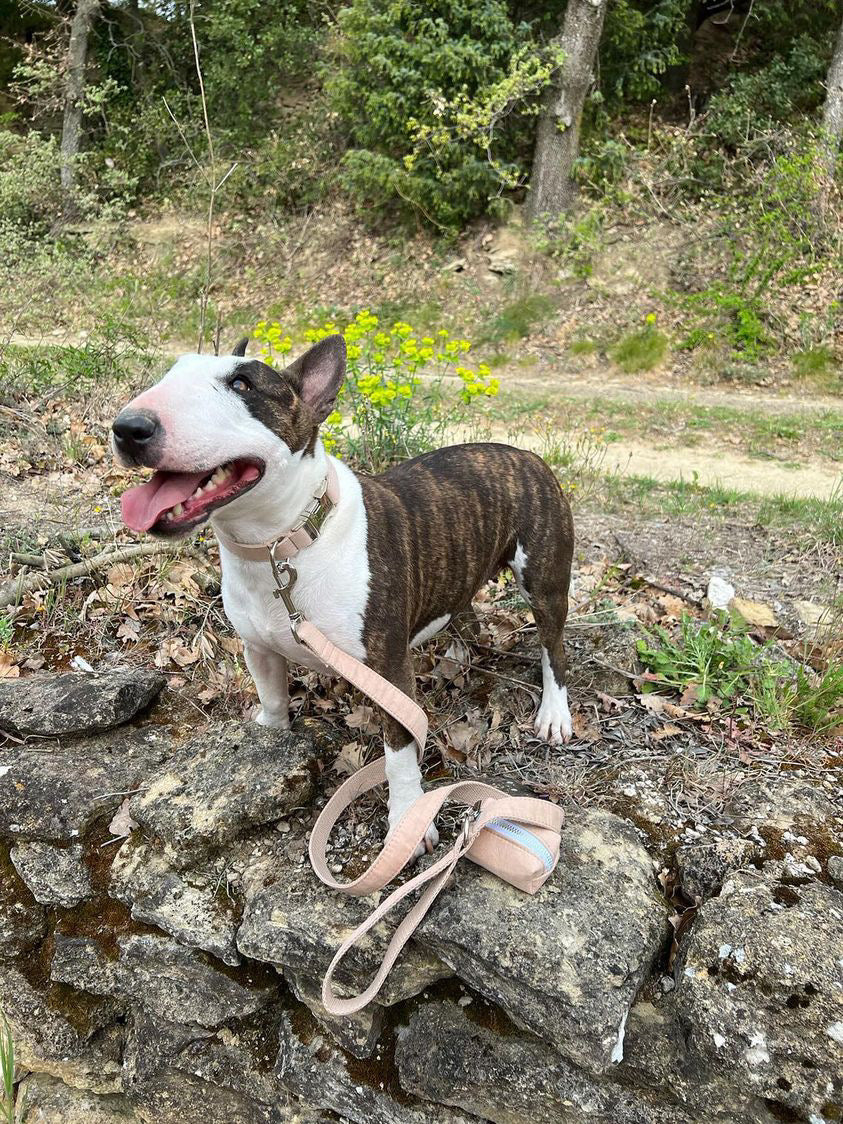 Collier Chien Personnalisé Coton Beige