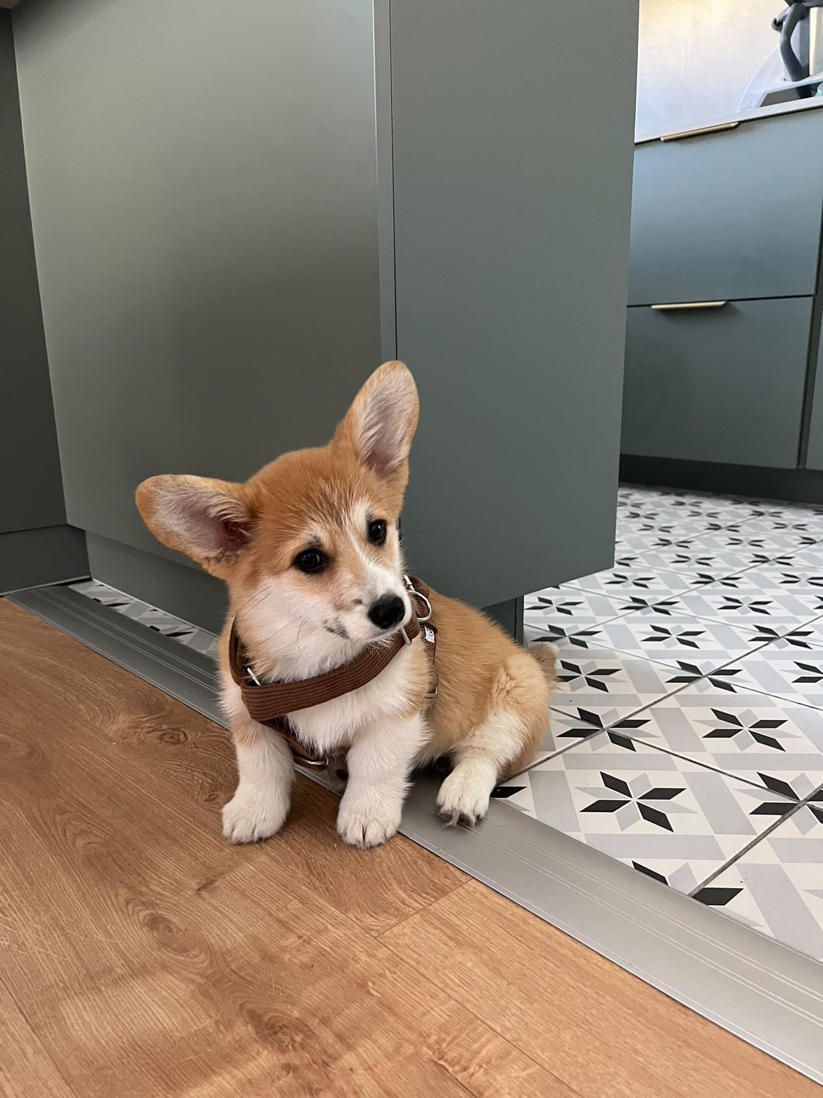 Harnais Chien Personnalisé Velours Côtelé Chocolat