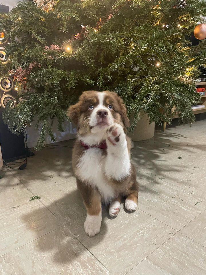 Noeud Papillon Velours Côtelé Bordeaux