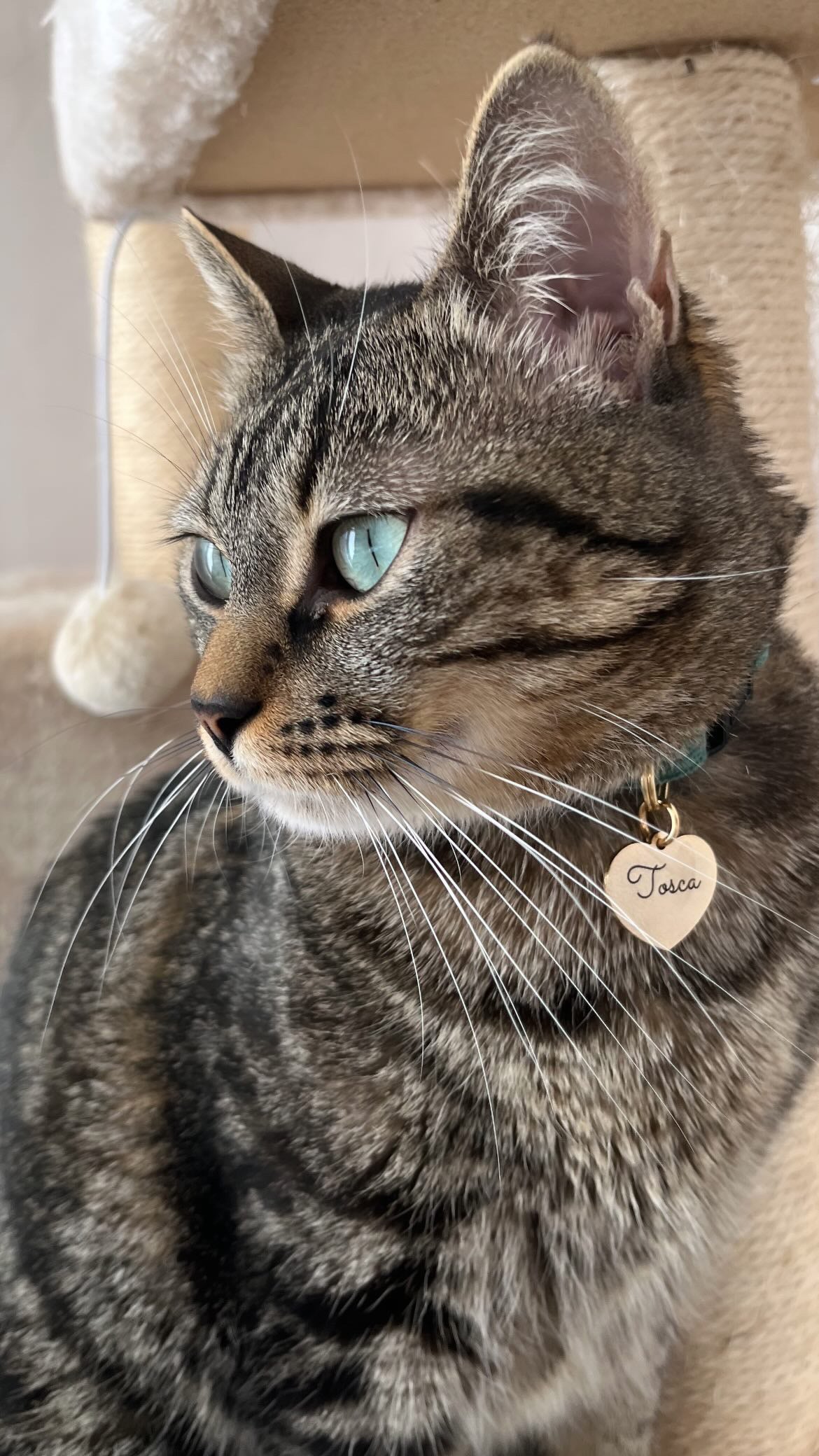 Collier avec médaille cœur personnalisable sur un chat gris tacheté, nom “Josca” gravé sur la médaille.