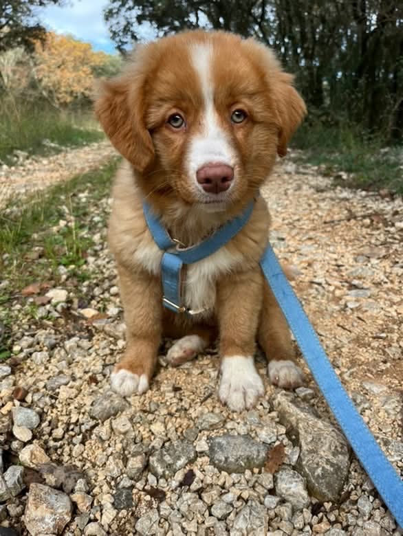 Harnais Chien Personnalisé Coton Bleu Jean