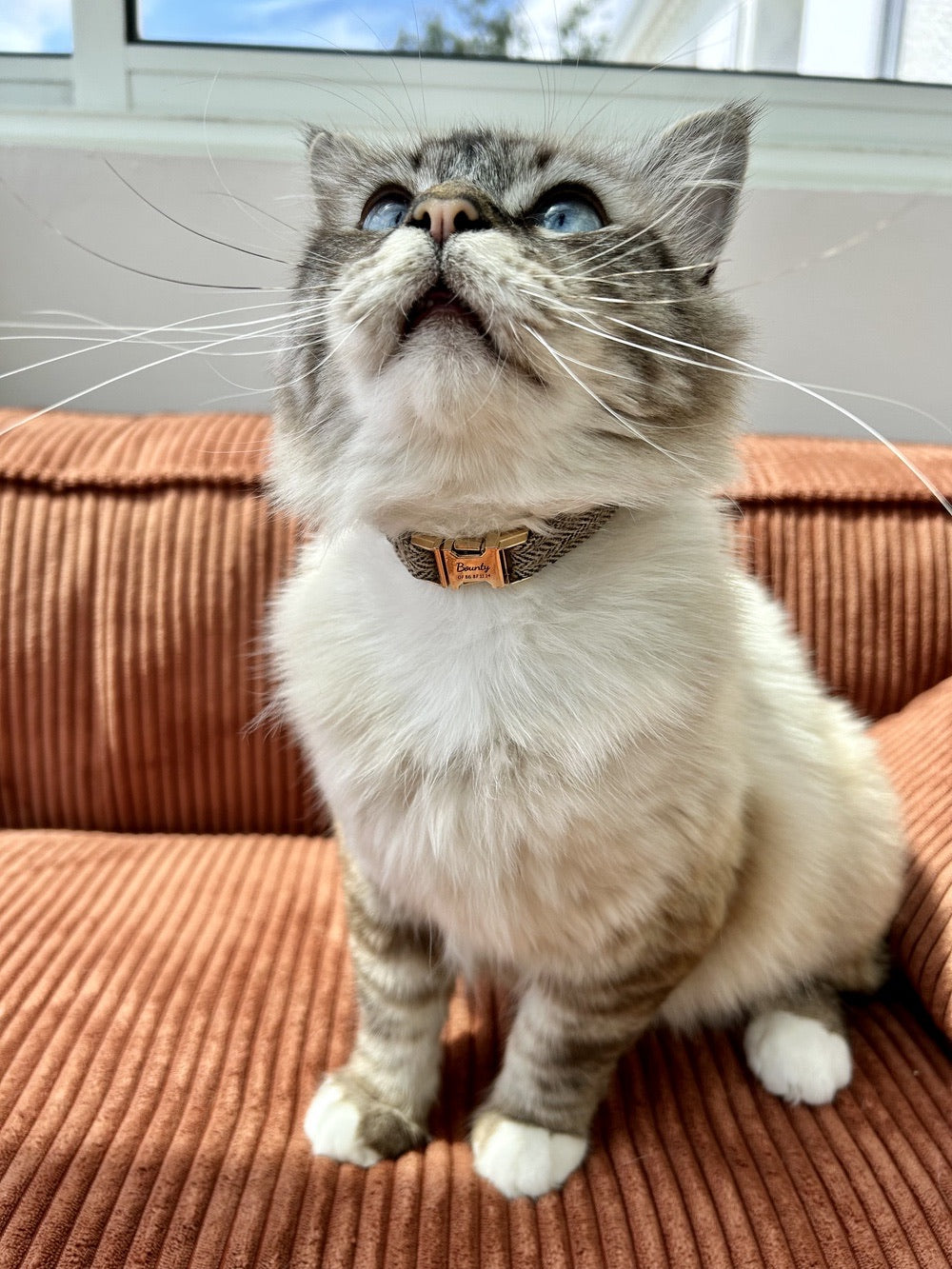 Collier Chat Personnalisé Chevron Noisette