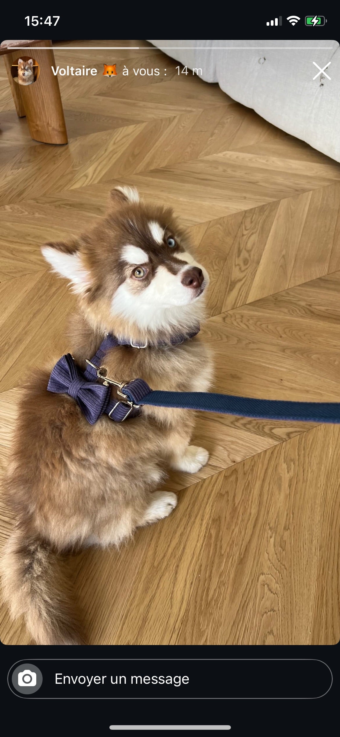 Harnais Chien Personnalisé Velours Côtelé Lavande