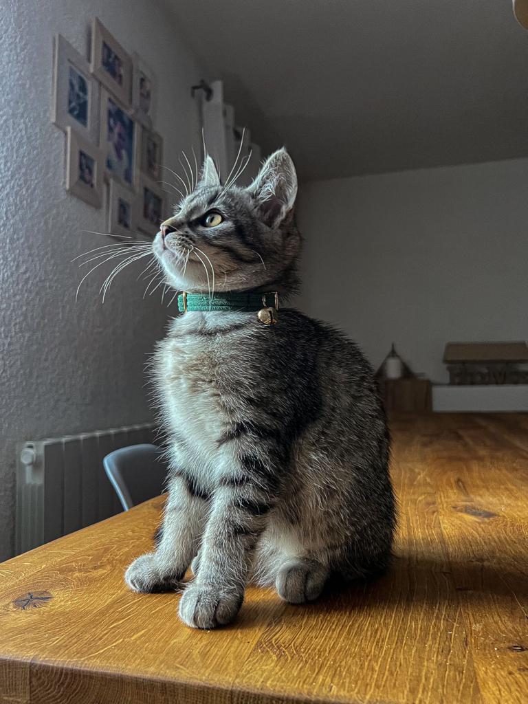 Collier Chat Personnalisé Velours Côtelé Vert
