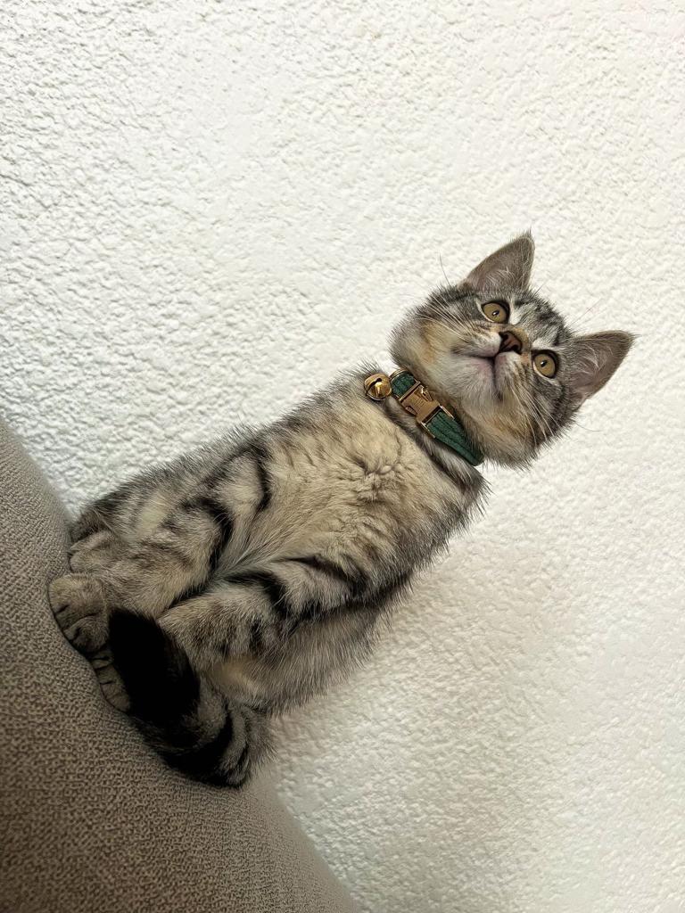 Collier Chat Personnalisé Velours Côtelé Vert