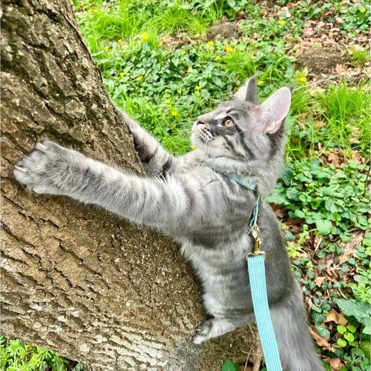 Quel collier ou harnais choisir pour son chat ?