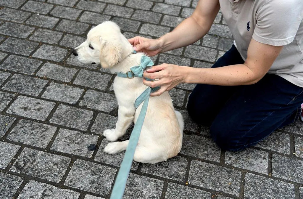Comment savoir si le harnais de votre chien est trop petit ?