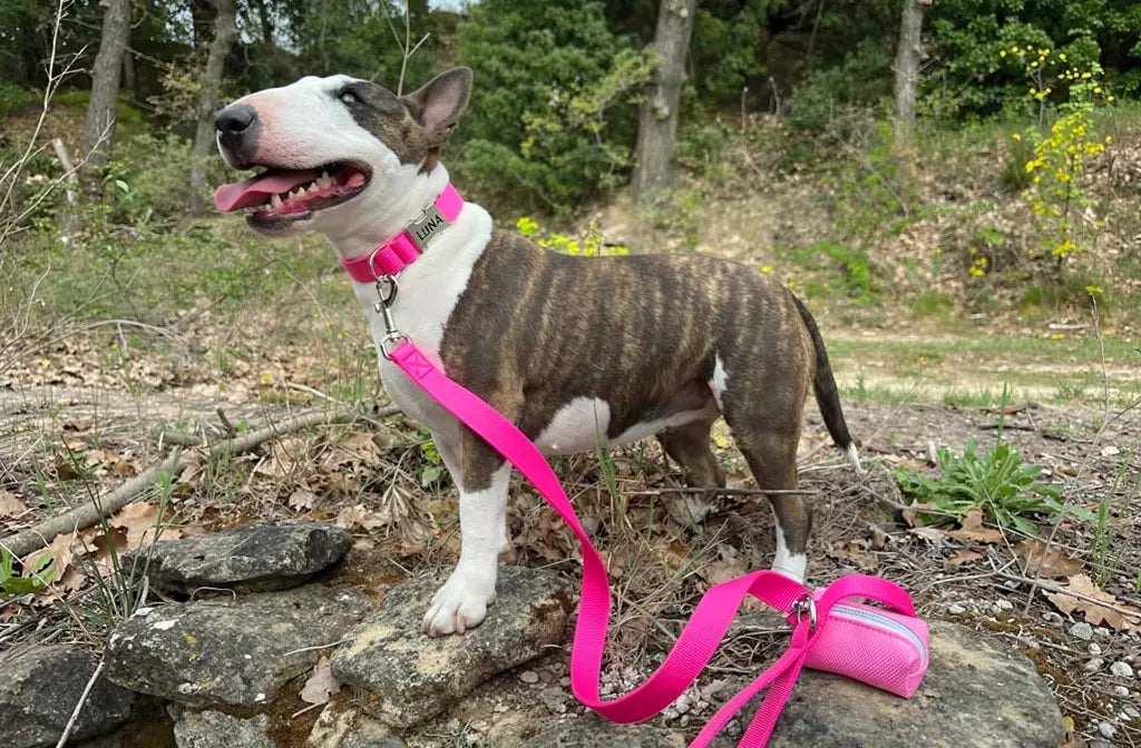 Kit collier chien : guide pour choisir le collier pour chien