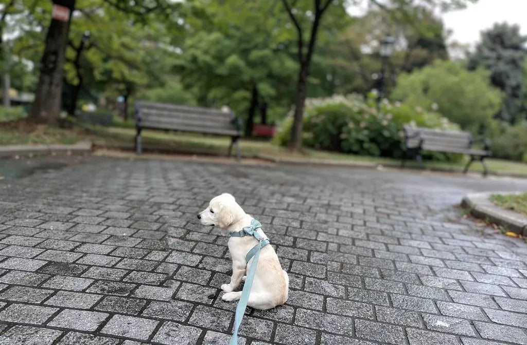 Comment apprendre à un chien à marcher en laisse sans tirer