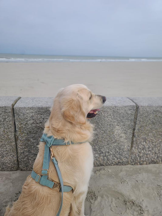 Les caractéristiques uniques des Golden Retrievers : tout ce que vous devez savoir avant d'adopter