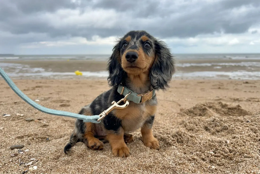 Comment choisir collier chiot : guide taille et matériaux