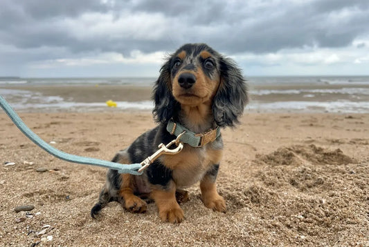 Comment choisir collier chiot : guide taille et matériaux