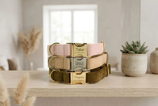 Collier chien joli : trouvez le collier pour chien tendance