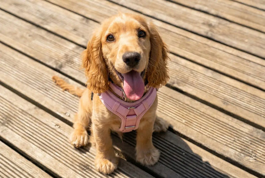 Pourquoi éviter le harnais pour chien : collier ou harnais ?