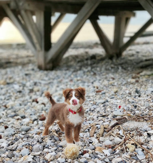 Comment dresser son chien ?