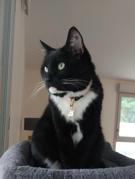 Pourquoi choisir un collier anti-étranglement pour votre chat ?