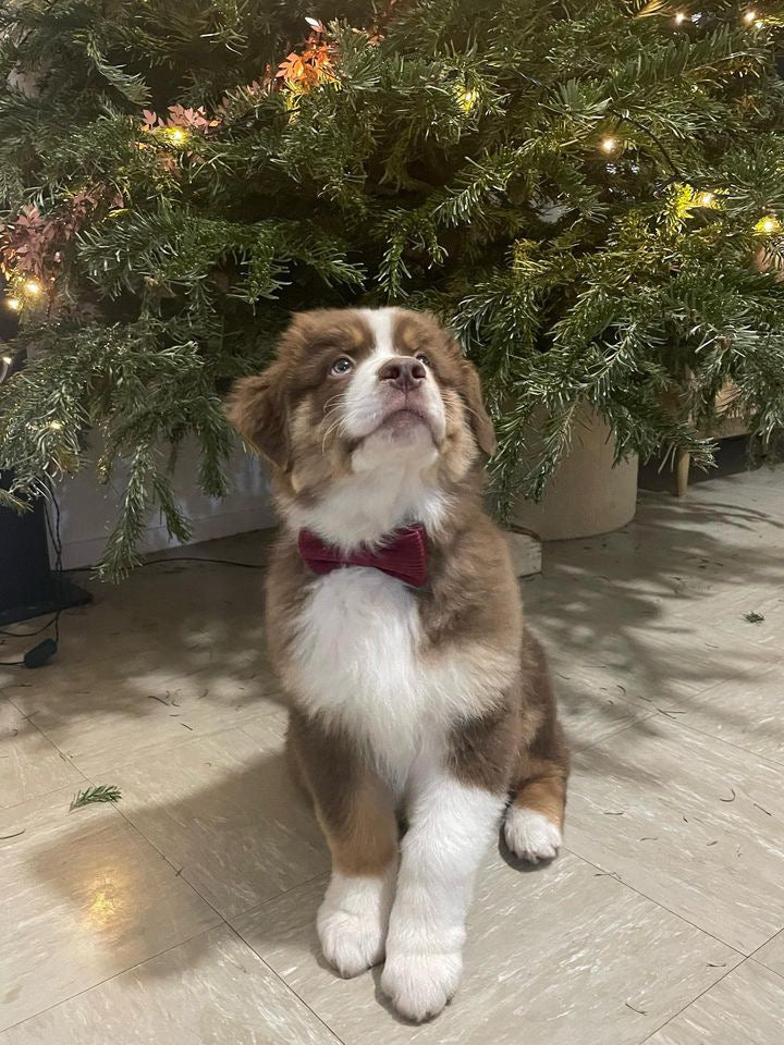 Chiot sous le sapin avec un nœud papillon bordeaux, idée cadeau de Noël pour chien