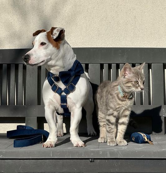 Comment puis-je socialiser mon chat avec d'autres animaux domestiques ?