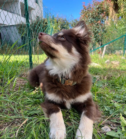 Les Sports Canins : Découvrez une Myriade d'Activités Passionnantes à Partager avec Votre Chien, du Frisbee à l'Agilité