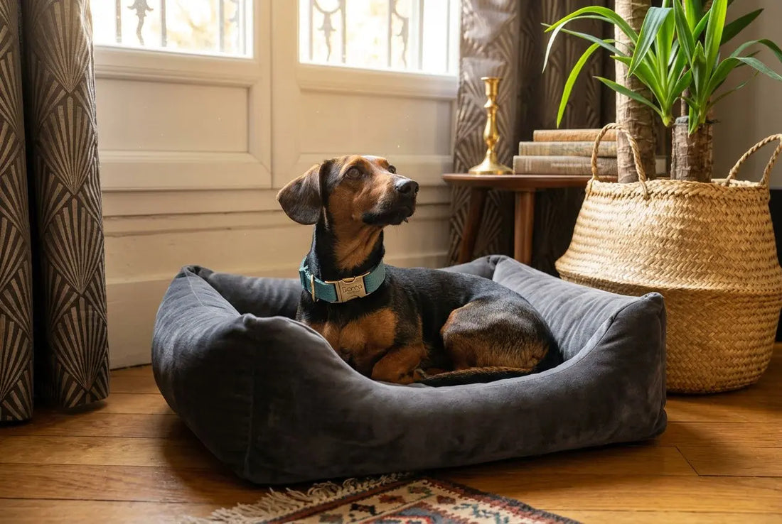 Collier chien artisanal en velours : fait main & élégant