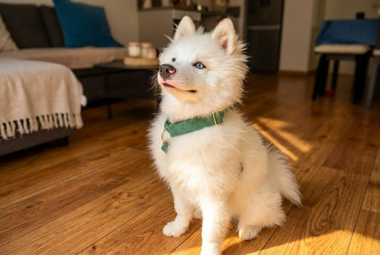 Les meilleurs accessoires pour chien : collier, harnais et laisse