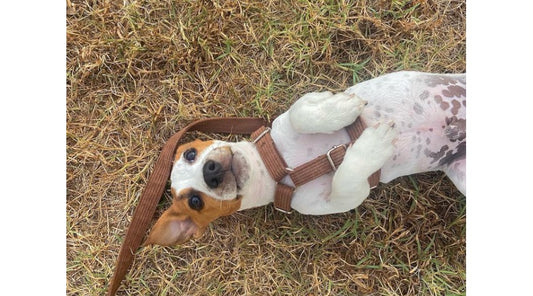 Maîtriser la Promenade : Apprendre à Votre Chien à Marcher au Pied