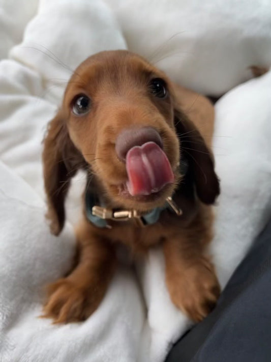 Les 10 Races de Chiens Préférées des Français : Découvrez Leurs Caractéristiques uniques