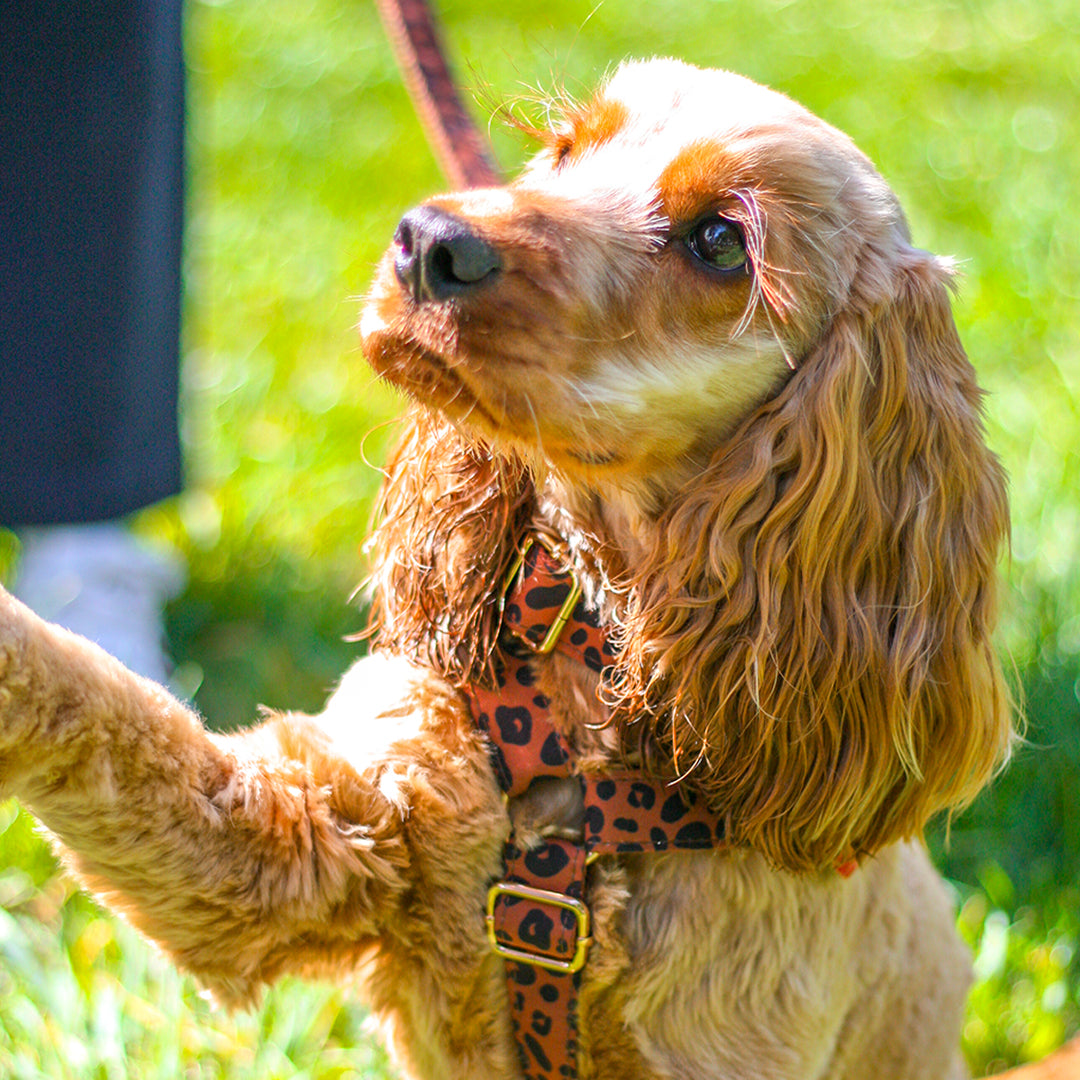 Collier Chien Personnalisé Léopard Châtaigne