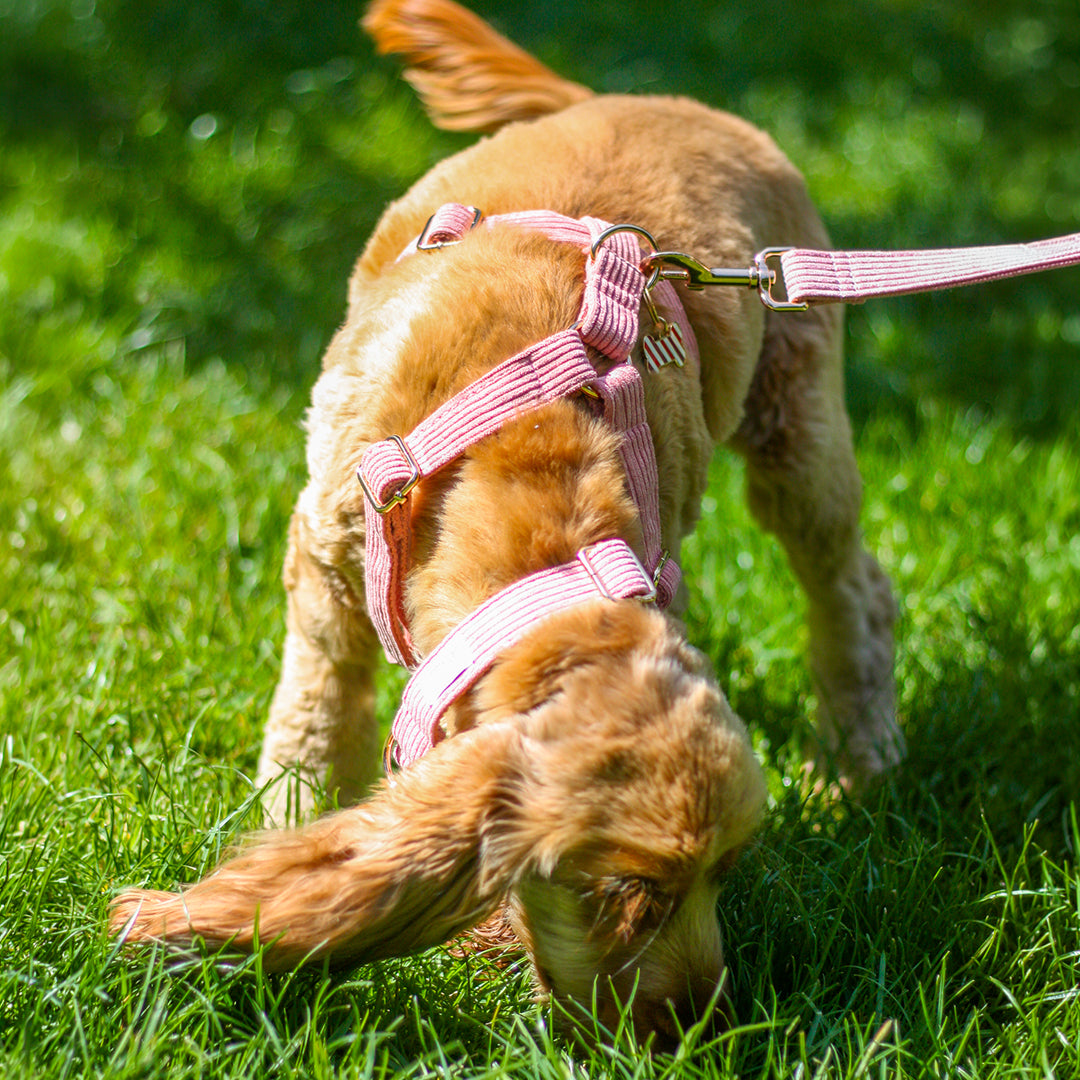 Kit Complet Chien Personnalisé Velours Côtelé Rose