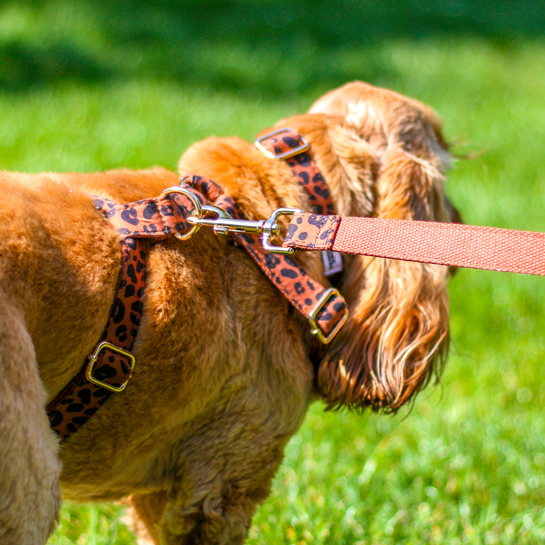 Collier Chien Personnalisé Léopard Châtaigne
