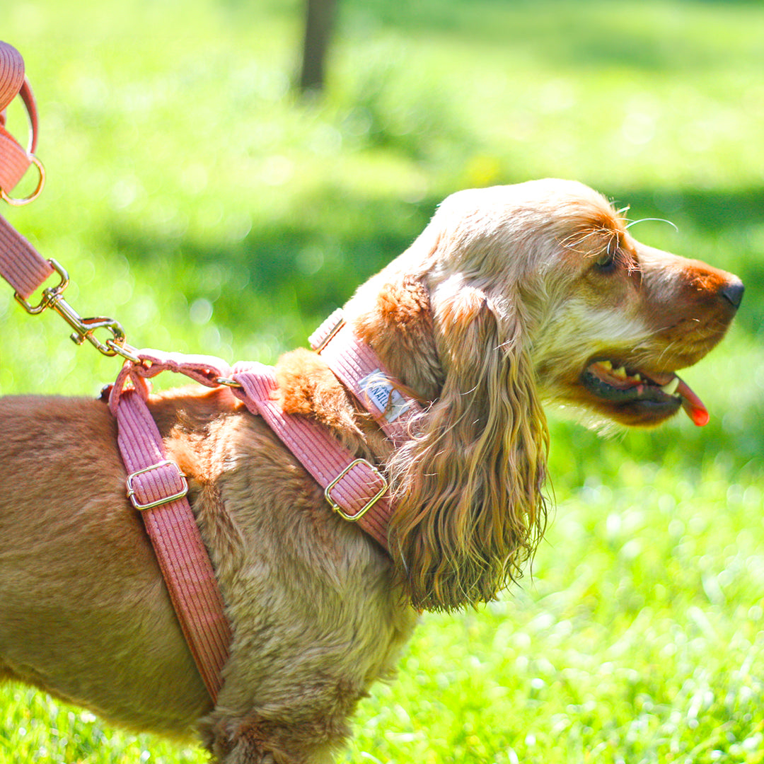 Kit Complet Chien Personnalisé Velours Côtelé Rose