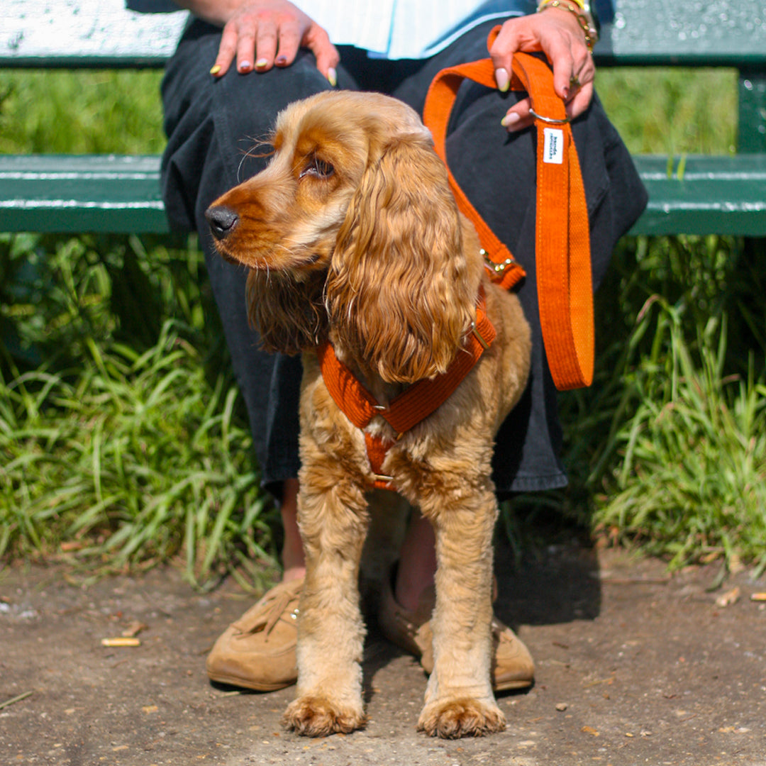 Kit Complet Chien Personnalisé Velours Côtelé Terre Battue