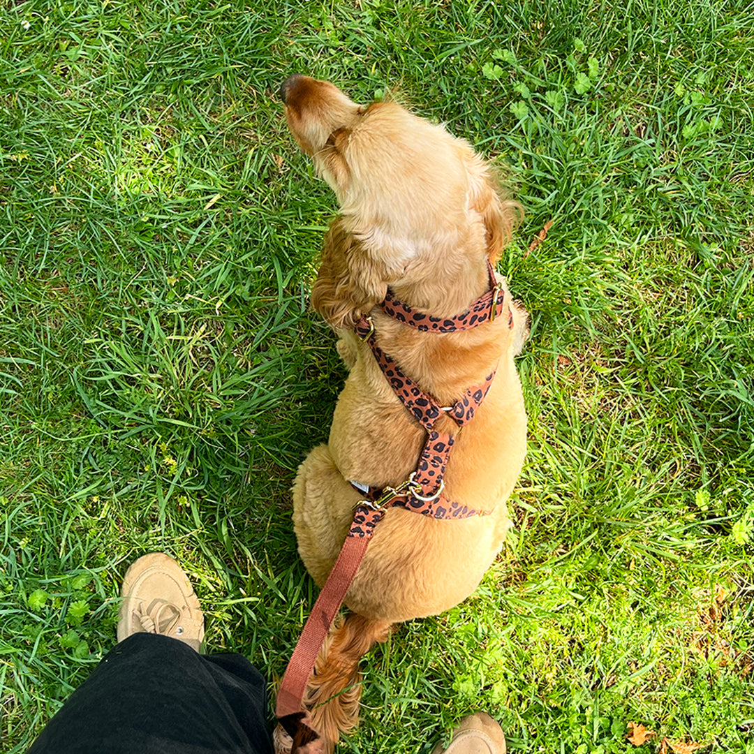 Collier Chien Personnalisé Léopard Châtaigne