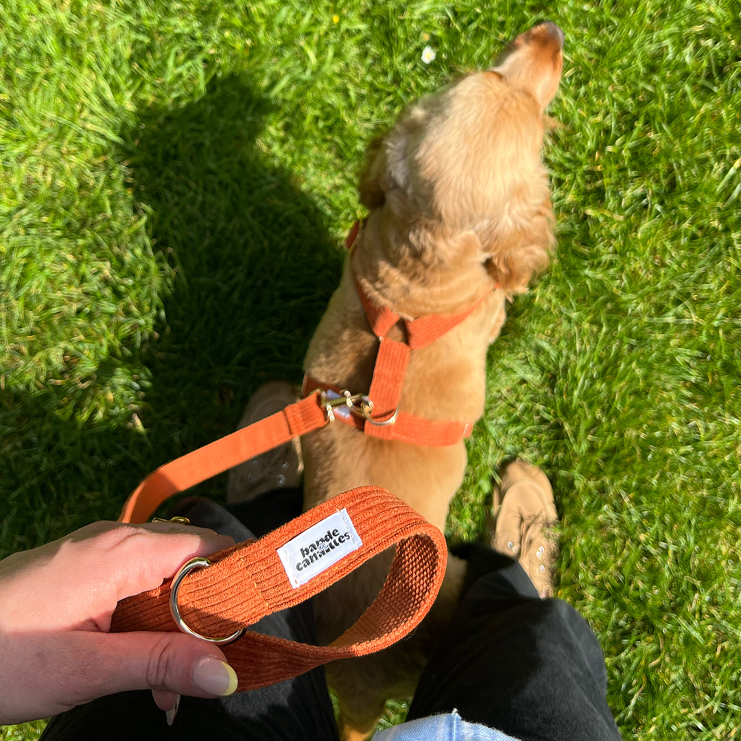 Laisse Chien Velours Côtelé Terre Battue