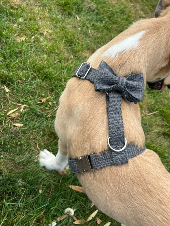 Collier Chien Personnalisé Chevron Gris